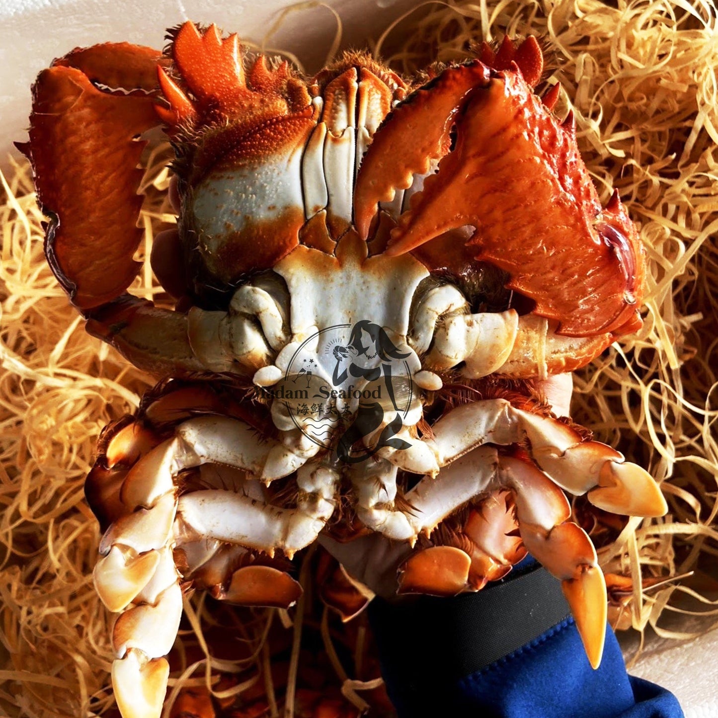 Live Spanner Crab (Large)【Friday Only】