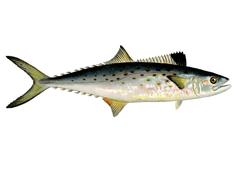 Fresh Spanish Mackerel Cutlet