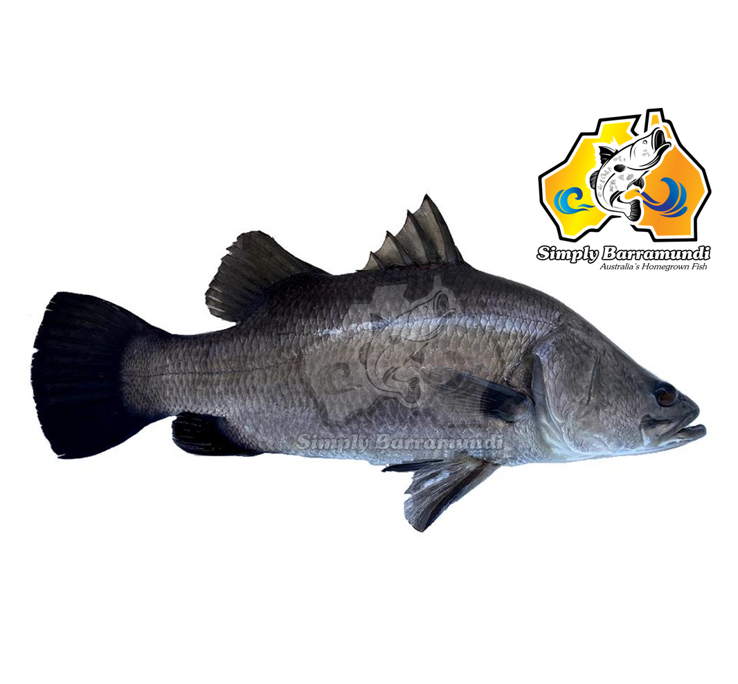 Fish – Madam Seafood
