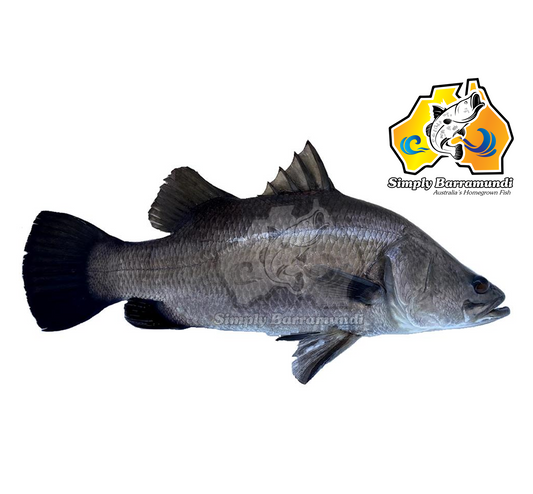 Fresh Live Simply Barramundi【SALE】