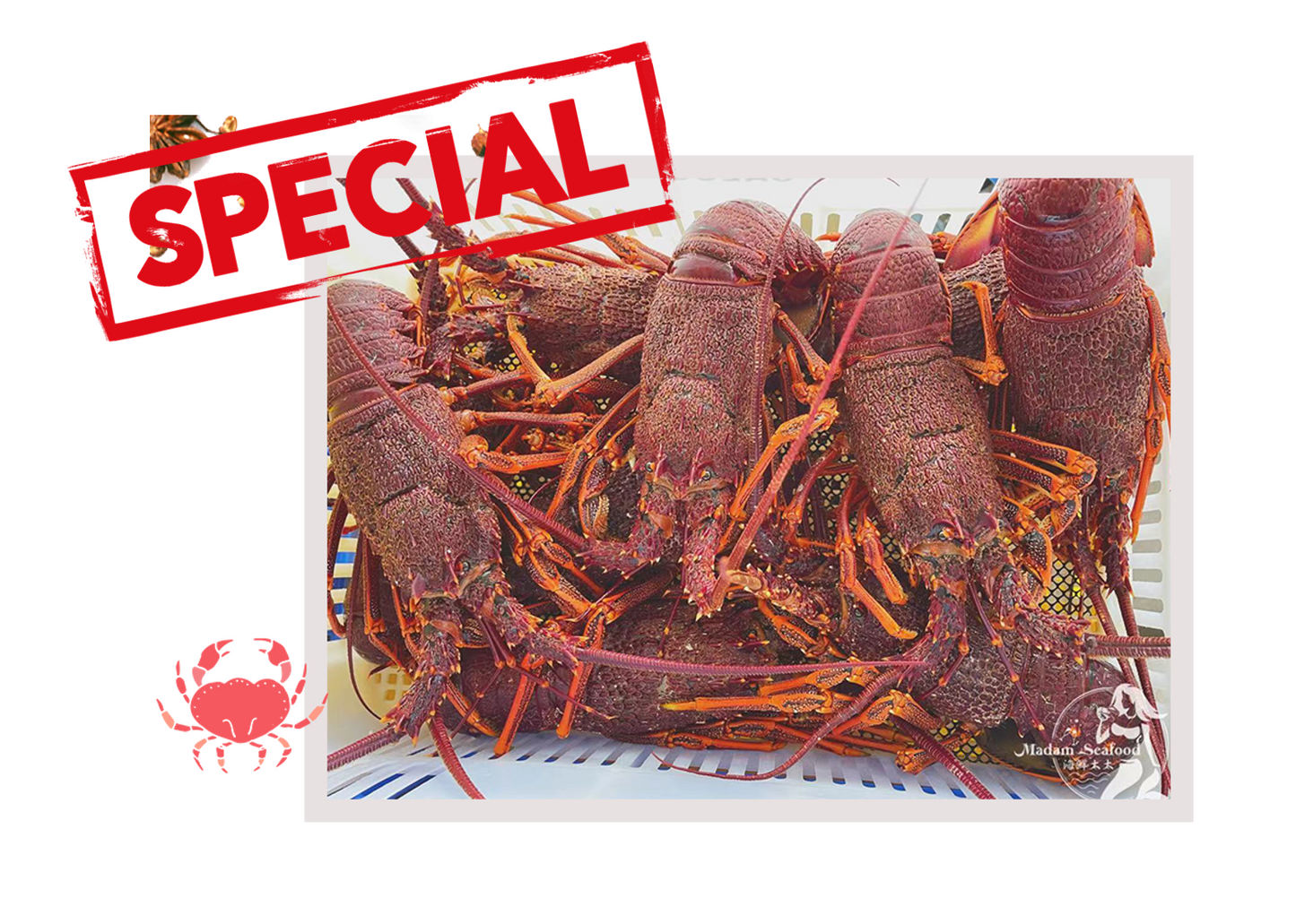 Live Southern Rock Lobster (600g-1000g)