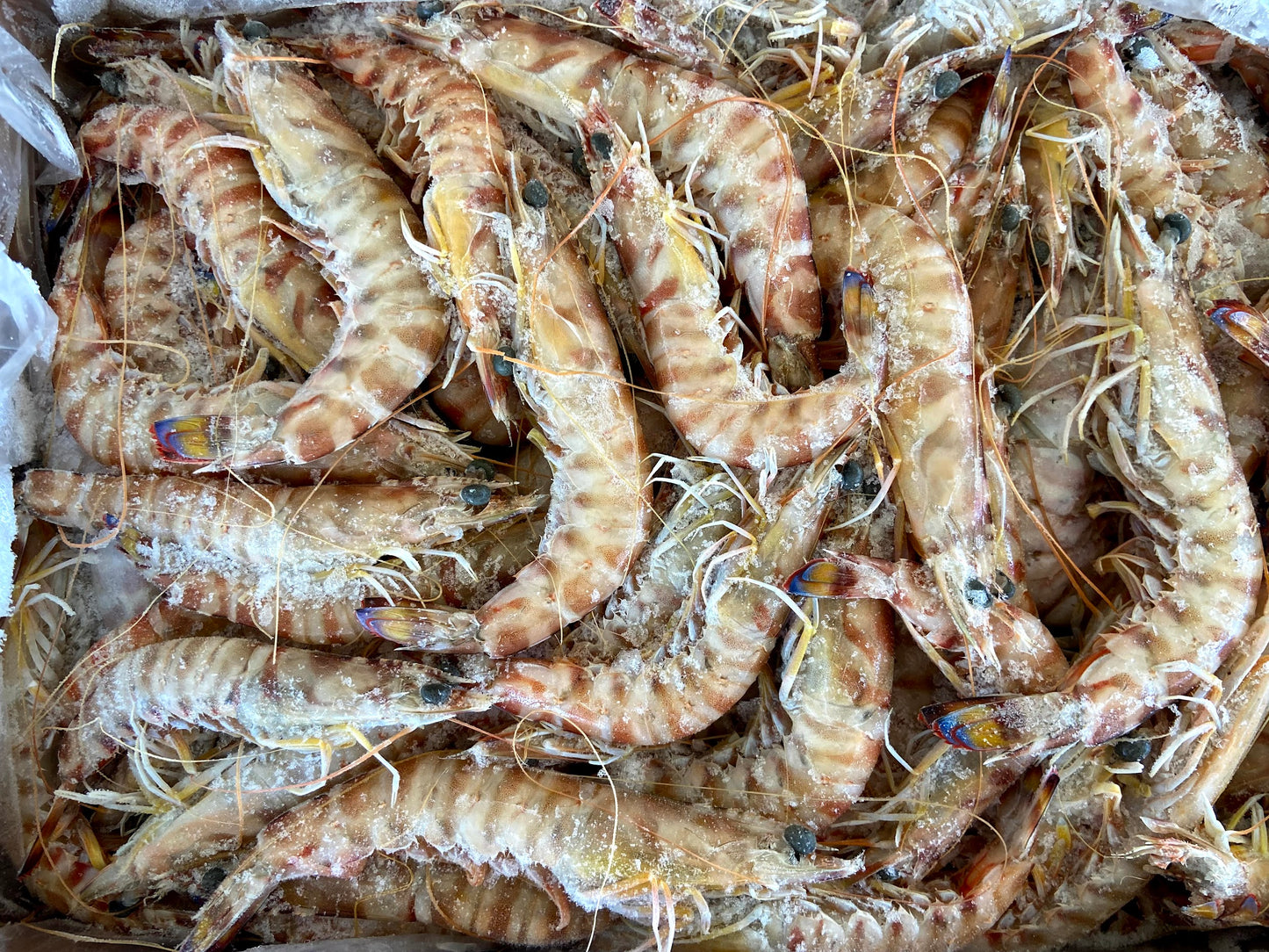 Japonica Tiger Prawn (Raw) (frozen)