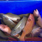 Live Great Barrier Reef Coral Trout