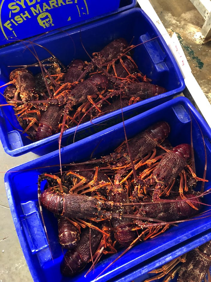 Live Southern Rock Lobster (1500g-2500g)