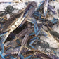Fresh Local SA Blue Swimmer Crab