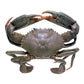 Live Darwin Mud Crab A Grade