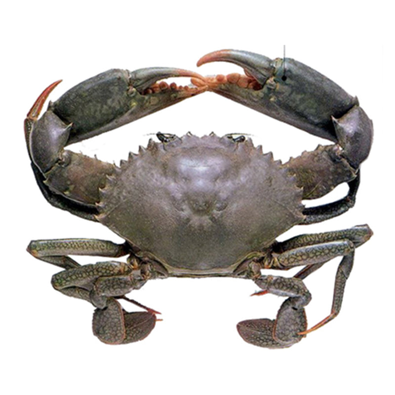 Live Darwin Mud Crab A Grade
