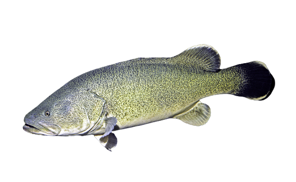 Fresh Live Murray Cod – Madam Seafood
