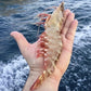 Skull Island Tiger Prawn (Jumbo 6/8) (Raw) (Frozen)