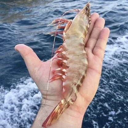Skull Island Tiger Prawn (Jumbo 6/8) (Raw) (Frozen)
