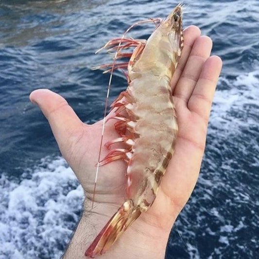 Skull Island Tiger Prawn (Jumbo 6/8) (Raw) (Frozen)