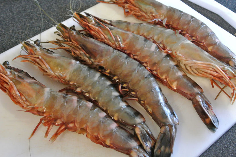 Queensland Wild Tiger Prawn (X Large) (Raw) (Frozen) Madam Seafood
