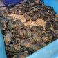 Live Darwin Mud Crab A Grade