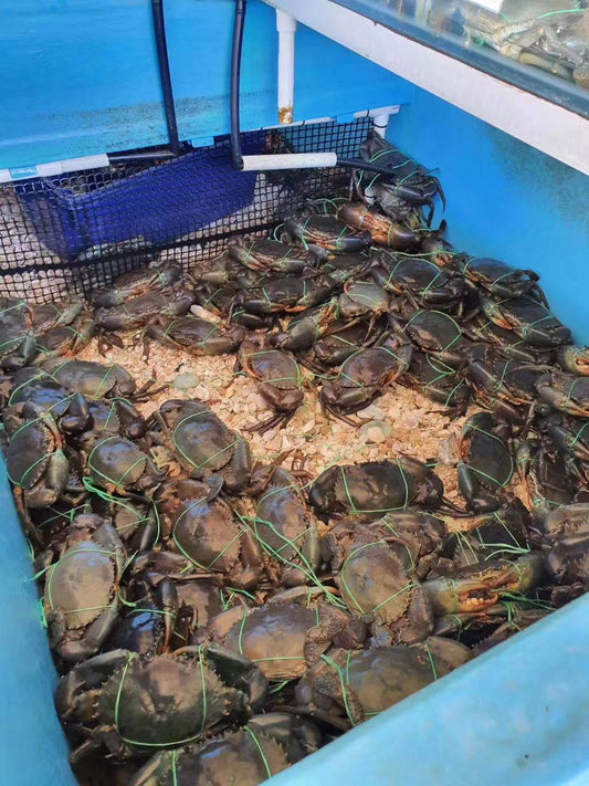 Live Male Queensland Mud Crab