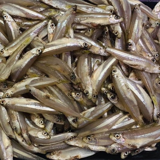 Fresh Whitebait