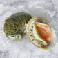 Live Baby Greenlip Abalone