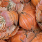 South Australia Balmain Bug (Medium) (frozen)
