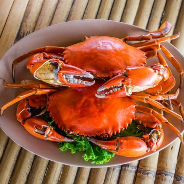 Live Darwin Mud Crab A Grade