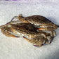 Fresh Local SA Blue Swimmer Crab