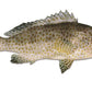 Australian Spotted Cod