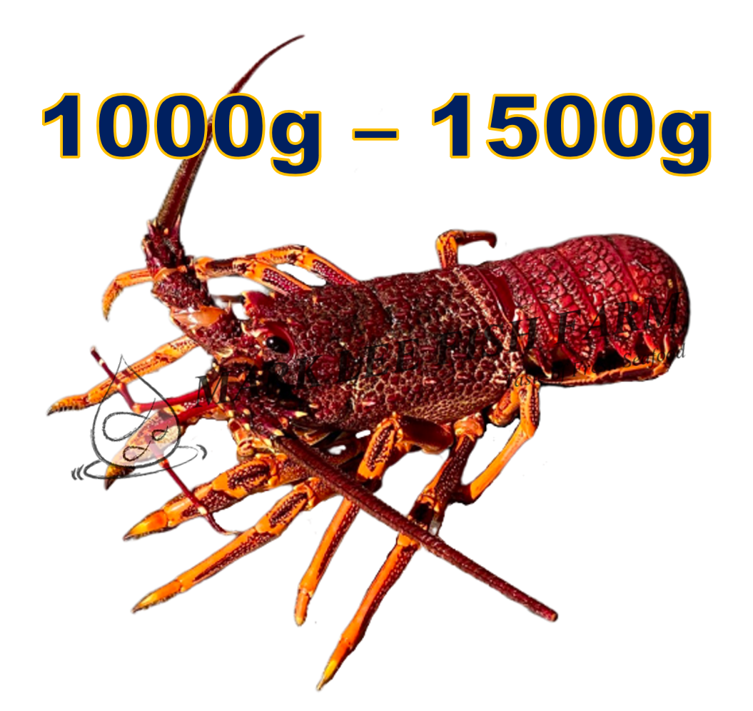 Live Southern Rock Lobster (1000g-1500g)