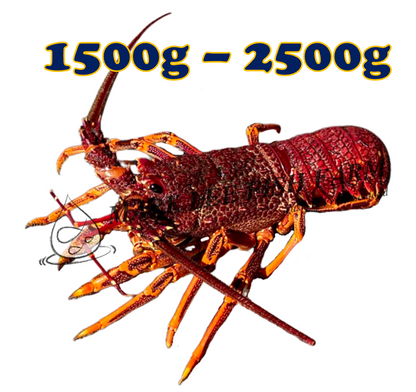 Live Southern Rock Lobster (1500g-2500g)