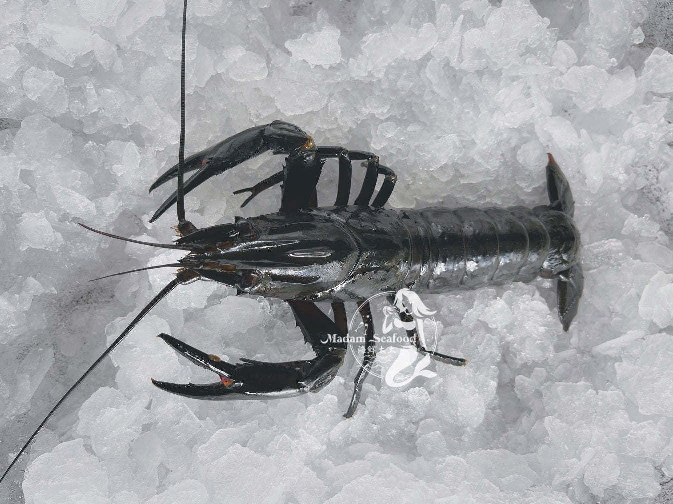 Live South Australia Marron – Madam Seafood