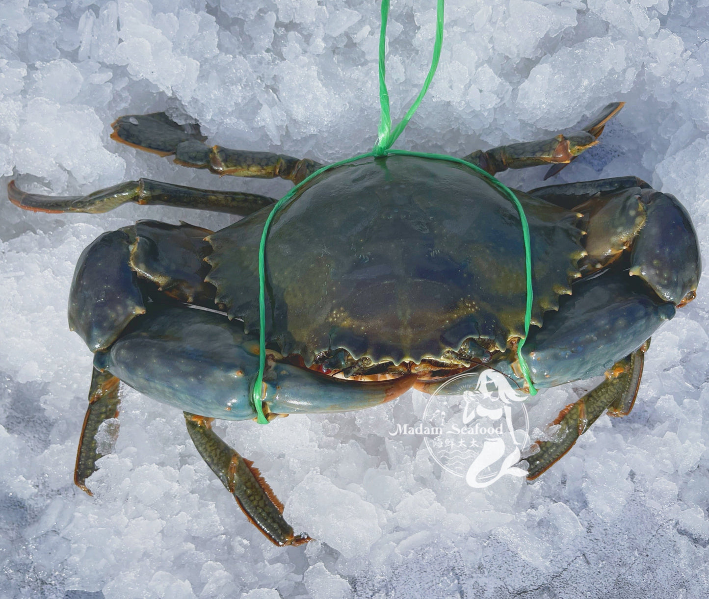 Live Male Queensland Mud Crab