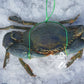 Live Darwin Mud Crab A Grade