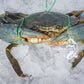 Live Darwin Mud Crab A Grade