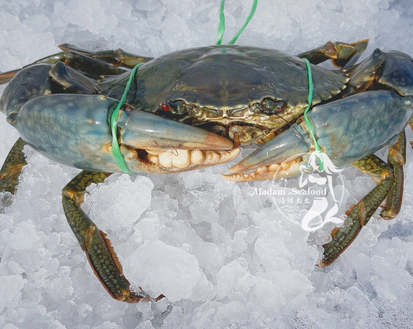 Live Darwin Mud Crab A Grade