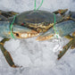 Live Male Queensland Mud Crab