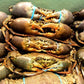 Live Darwin Mud Crab A Grade