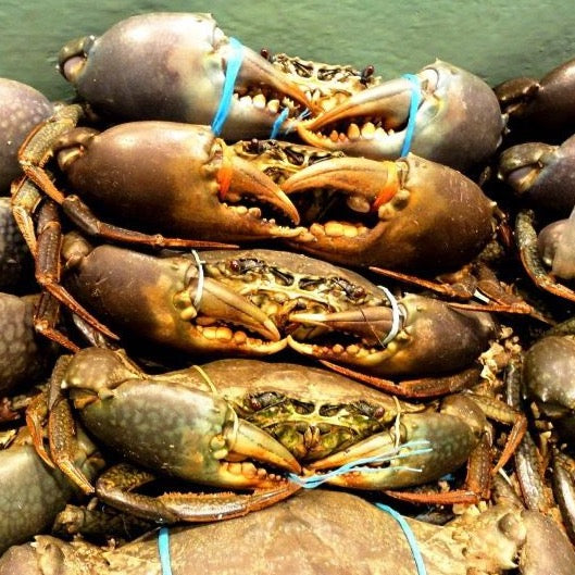 Live Darwin Mud Crab A Grade