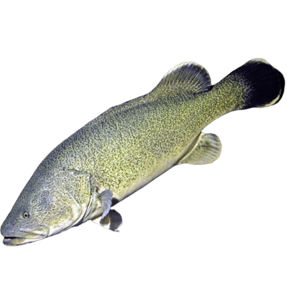 Fresh Live Murray Cod – Madam Seafood