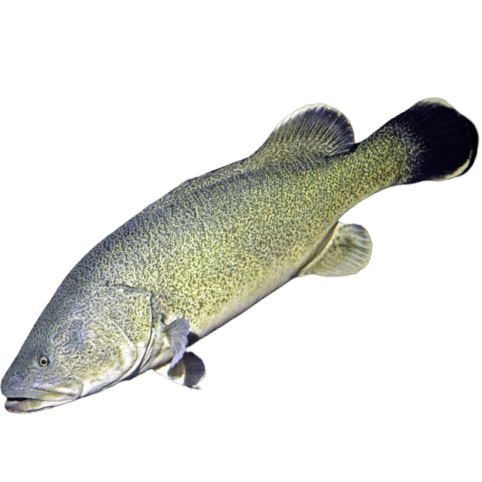 Fish – Madam Seafood