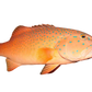 Live Great Barrier Reef Coral Trout