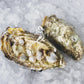Fresh SA Pacific Oysters (Jumbo) (Open)