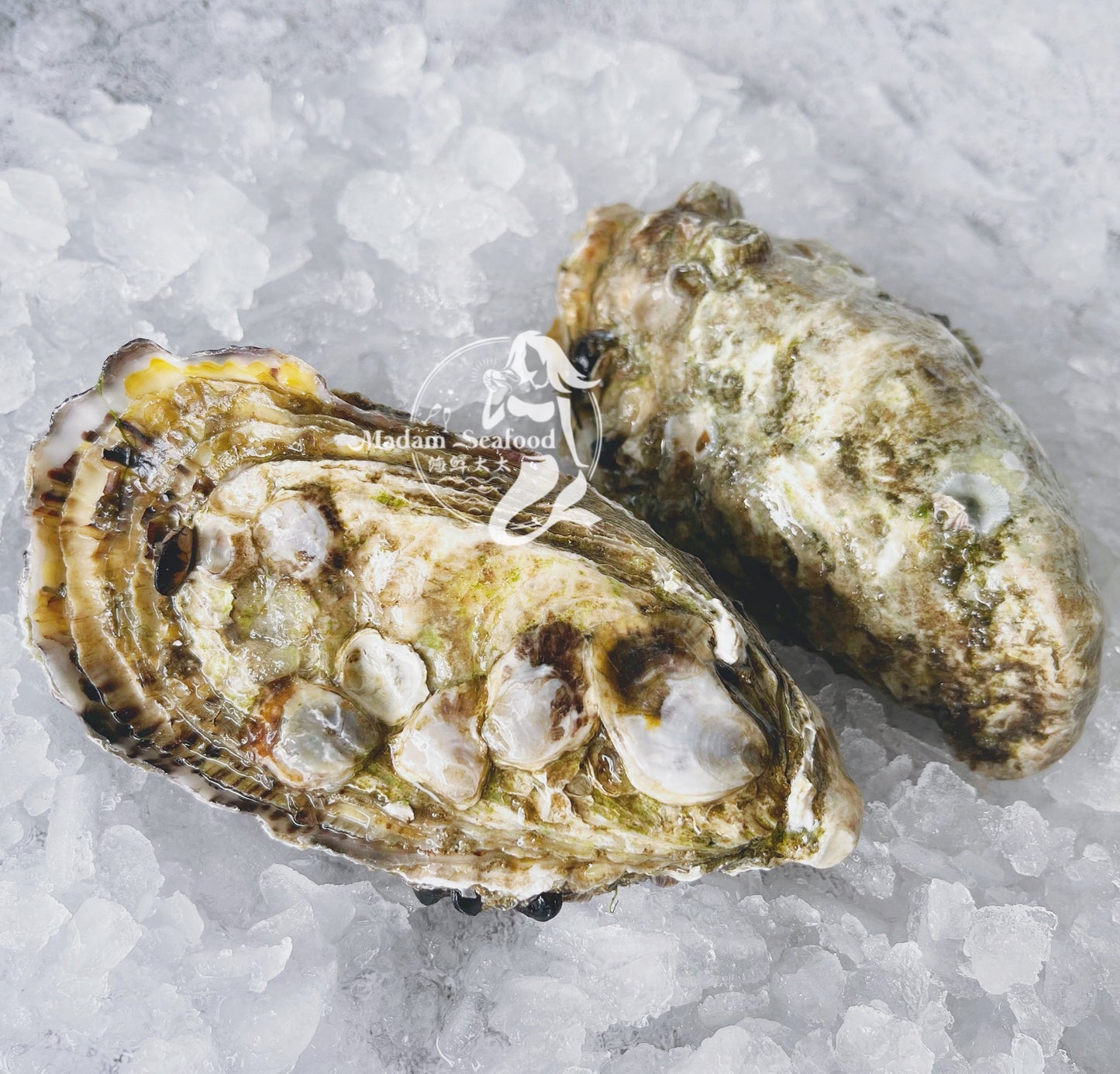 Fresh SA Pacific Oysters (Jumbo) (Open)