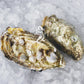 Fresh SA Pacific Oysters (Medium) (Open)