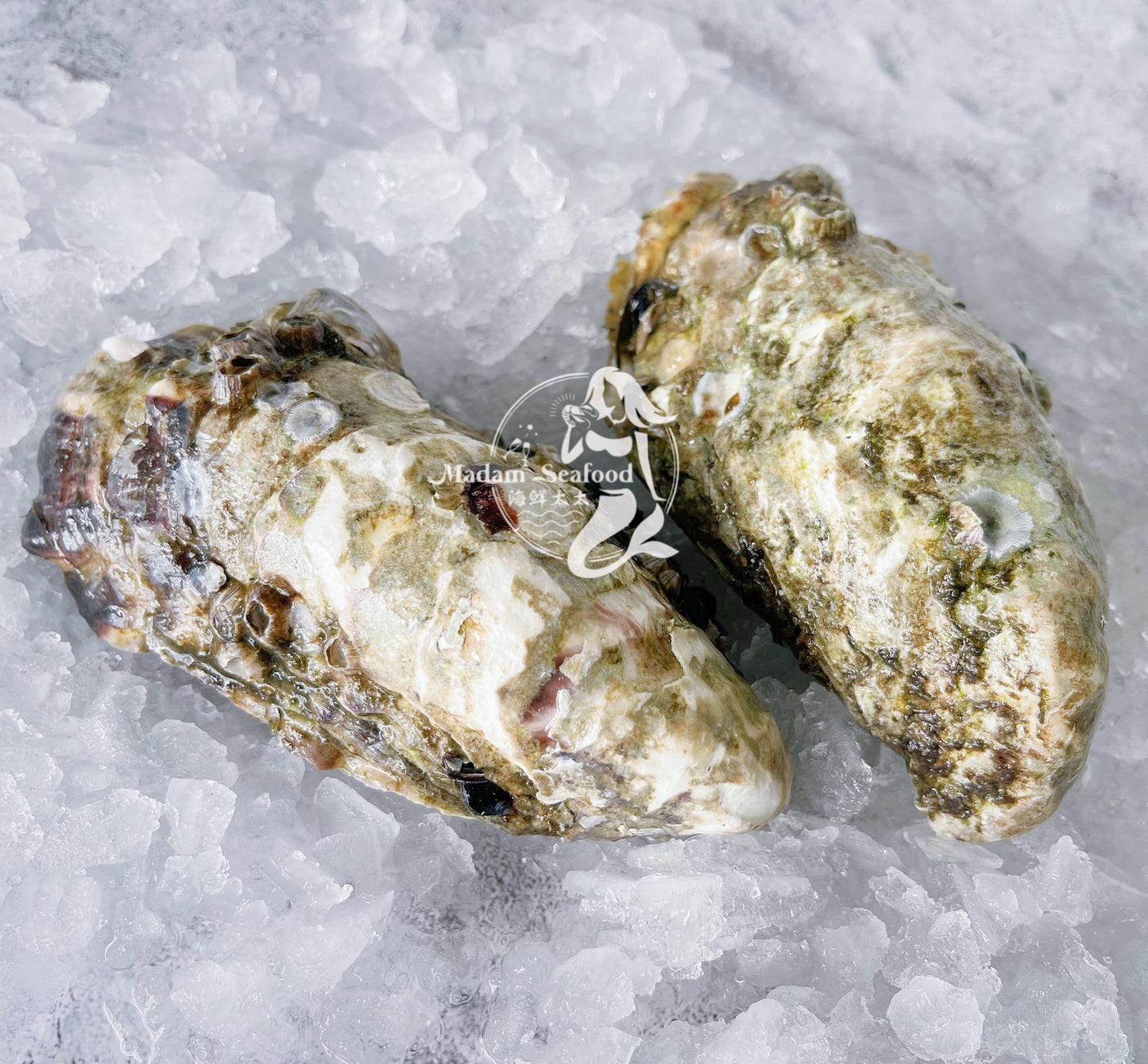 Fresh SA Pacific Oysters (Jumbo) (Open)