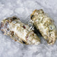 Live SA Pacific Oysters (Jumbo) (closed)