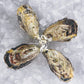 Fresh SA Pacific Oysters (Medium/Std) (Open)