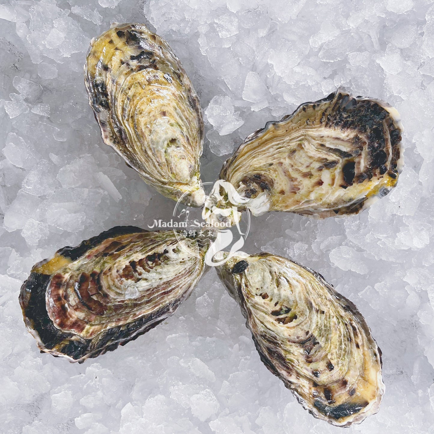 Fresh SA Pacific Oysters (Jumbo) (Open)