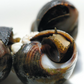 Live Wild Caught Periwinkles