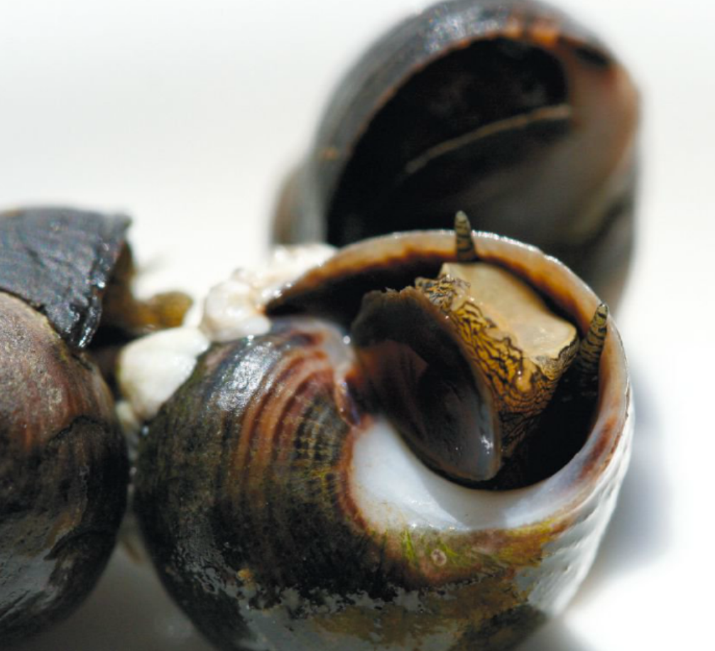 Live Wild Caught Periwinkles – Madam Seafood