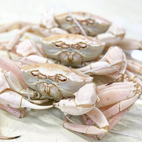 Live WA Crystal/Snow Crab