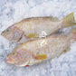 Australian Spotted Cod