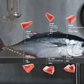 Fresh sashimi grade Southern Bluefin Tuna Belly Loin (skin-off)